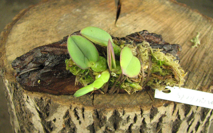 Sophronitis brevipedunculata 'Ouro Branco' x brevipedunculata 'Ouro Preto'.jpg