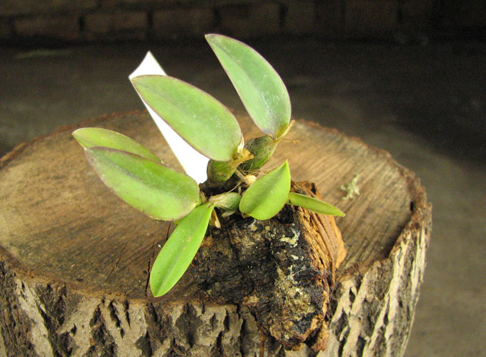 Sophronitis brevipedunculata.jpg