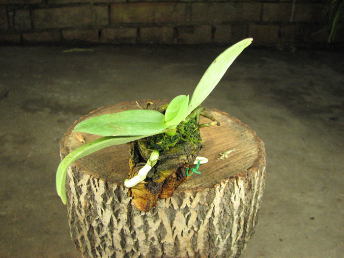 Amesiella monticola.jpg