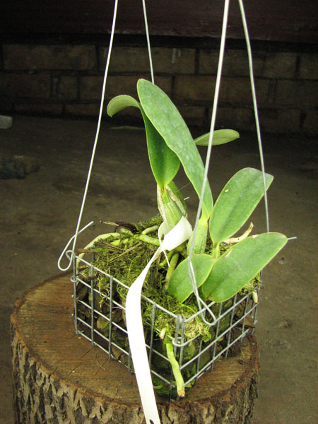 Cattleya walkeriana alba x coerulea.jpg