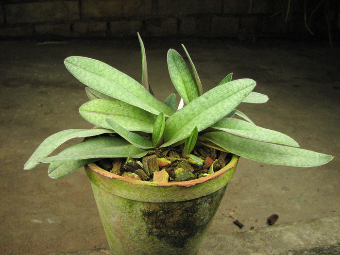 Paphiopedilum Grassauer Alice (micranthum x philippinense).jpg