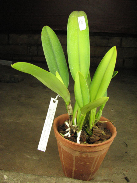 Cattleya trianae 'Fine Variety' x Cattleya trianae 'Oscura Posada' XXX.jpg