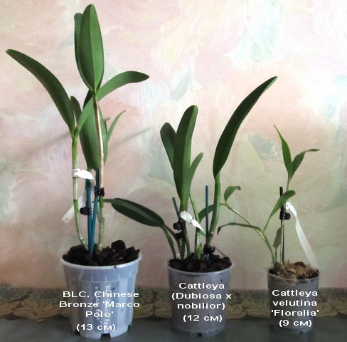 после посадки в горшки 13, 12 и 9 см.