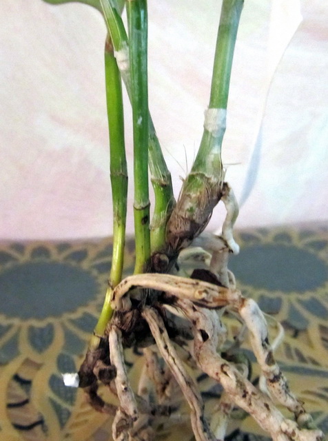 частично с живыми корнями.