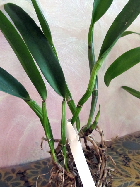 с молодым ростом