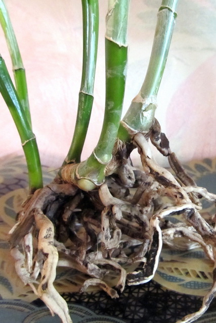 Самая крупная посажена в горшок 13 см.