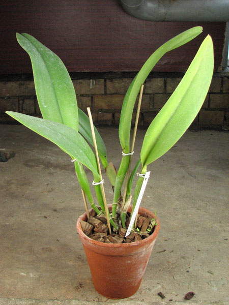 Brassolaeliocattleya Williette Wong 'The Best'.jpg