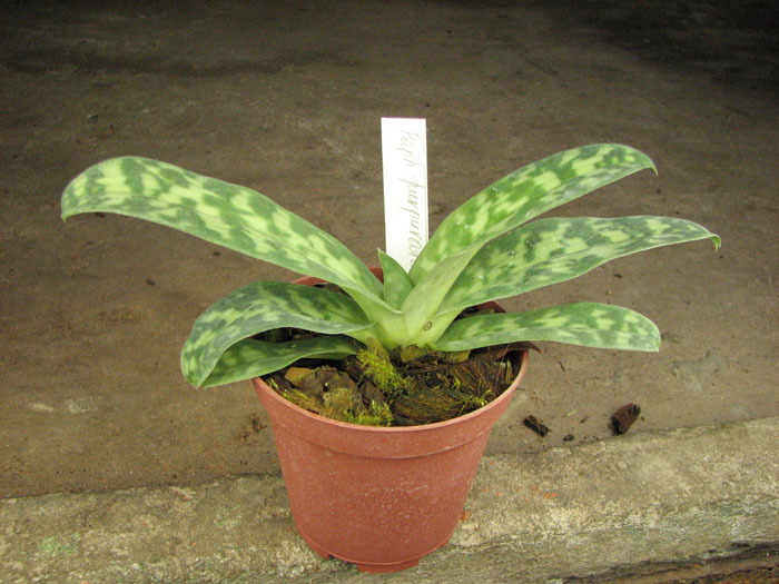 Paphiopedilum purpuratum.jpg