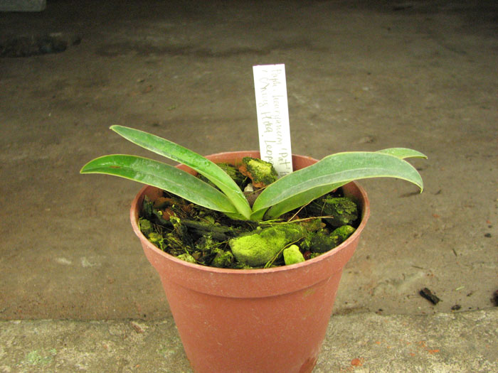Paphiopedilum henryanum 'Pat' (Ken's) x Sib 'Ching Hua Leopard'.jpg