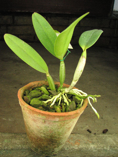 Cattleya lueddemanniana coerulea 'Lena' x Cattleya lueddemanniana coerulea 'Celeste'.jpg