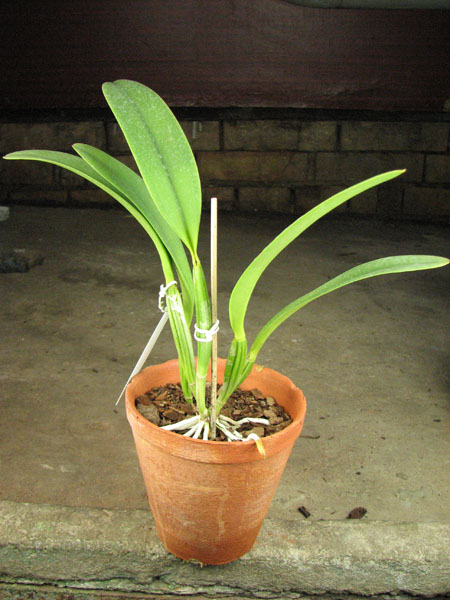 Cattleya lueddemanniana tipo 'Royal Flash' x Cattleya lueddemanniana tipo 'Drago'.JPG