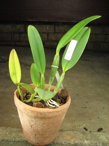 Cattleya lueddemanniana escura x lueddemanniana 'America'.jpg