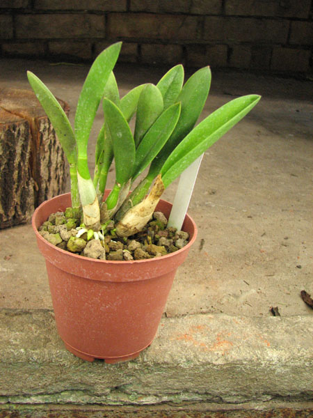 Laelia lucasiana.jpg
