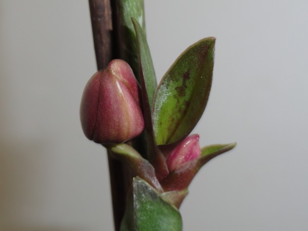 DSC00913 (600 x 450).jpg