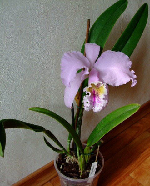 вот этот рост незапланированный