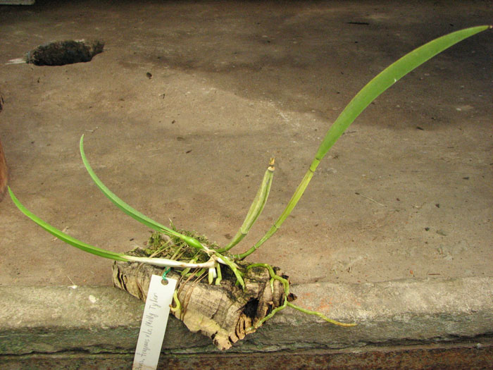 Brassavola fragrans x Laeliocattleya Molly Tyler.jpg