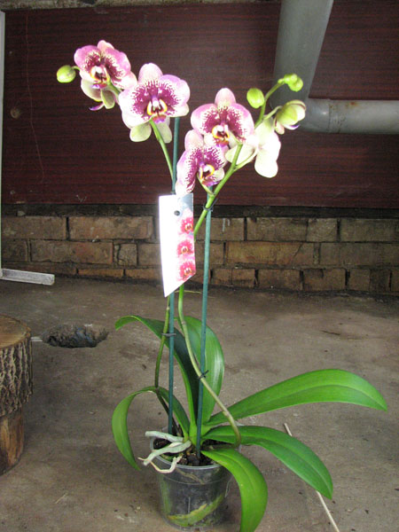 Phalaenopsis Elegant Dream Diamond.jpg