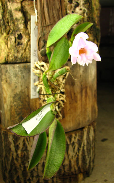Laelia alaori suave 'Binot' x Cattleya luteola 'Big Star'.jpg