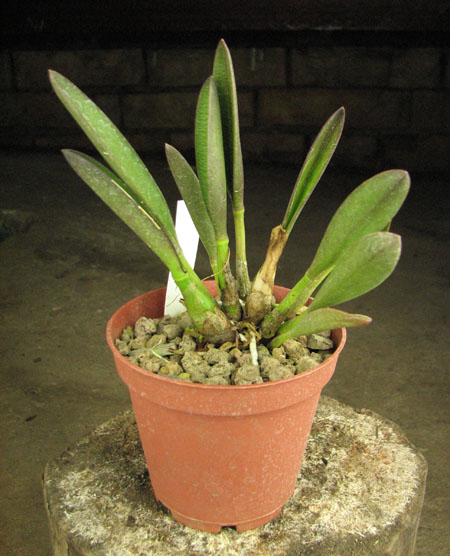 Laelia lucasiana.jpg