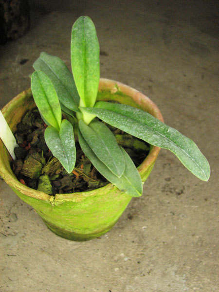 Paphiopedilum Prince Edward of York 'In-Charm' × Paphiopedilum armeniacum '#21'.jpg