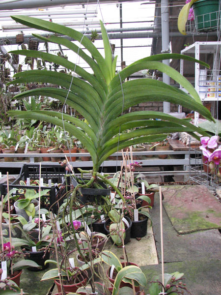 Ascocenda Jiraprabha x Vanda Chalie Clark x Ascocenda Krailerk White.jpg