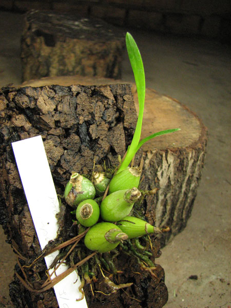 Encyclia mariae x Encyclia tampense semi-alba.jpg
