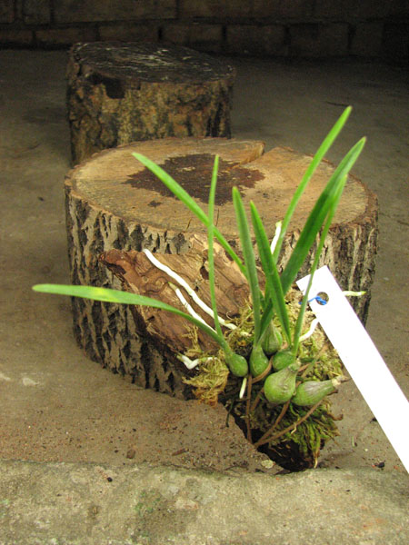 Encyclia bractescens.jpg