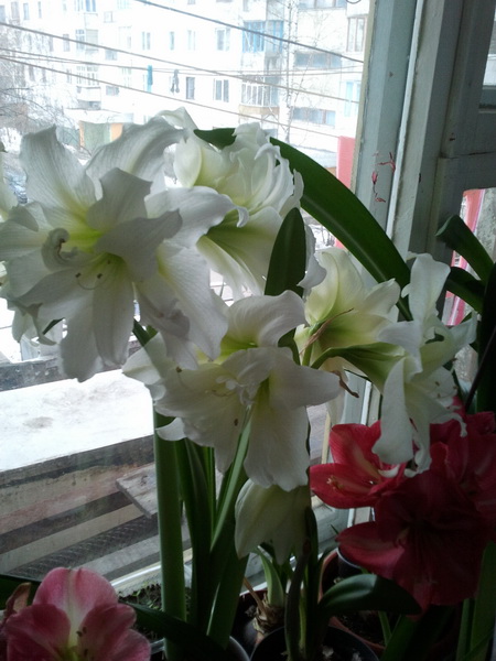 Здесь при дневном освещении.