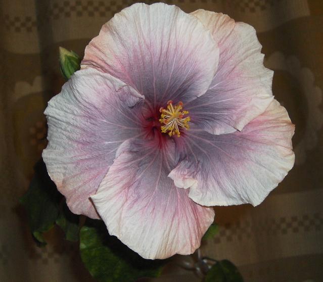 Luscious Beauty 2b.JPG