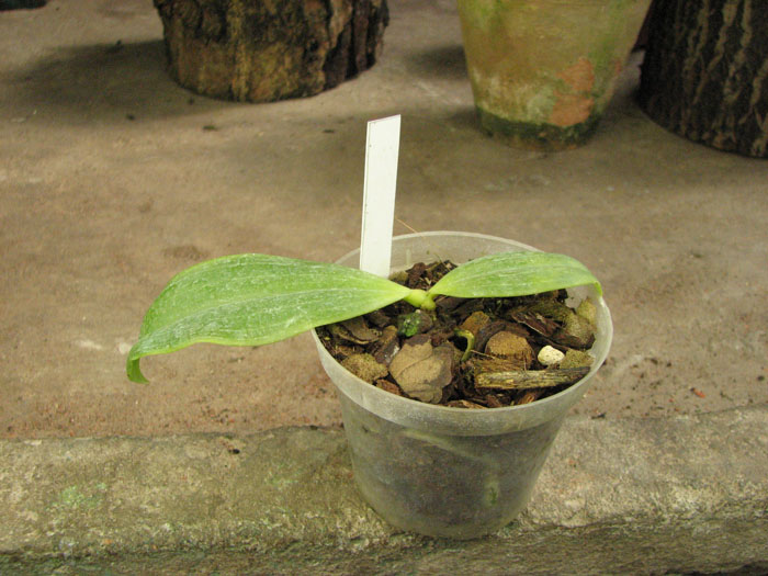 Phalaenopsis zebrina.jpg