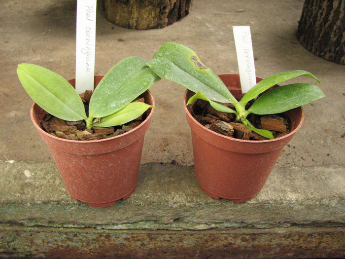 Phalaenopsis corningiana.jpg