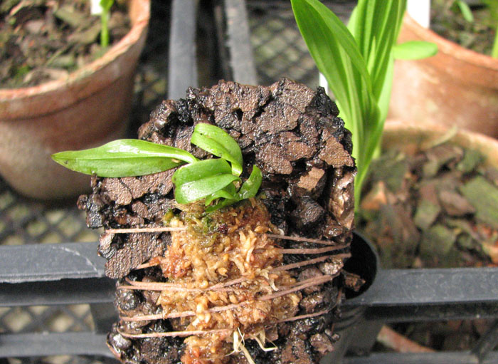 Oncidium coloratum.jpg