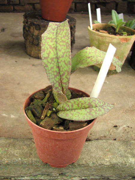 Psychopsis Butterfly (sanderae x papilio).jpg