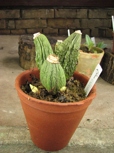 Lycaste Shonan Harmony x Lycaste Auburn.jpg