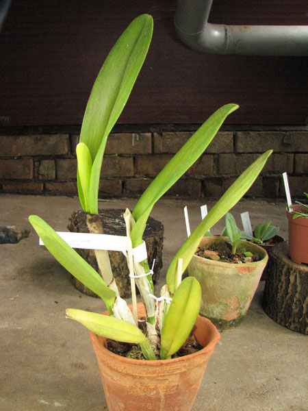 Brassolaeliocattleya George King 'Serendipity.jpg
