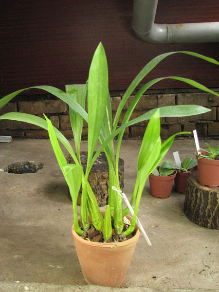 Coelogyne lawrenceana.jpg