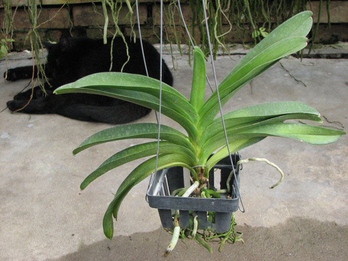 Vanda Pak Chong Blue.jpg