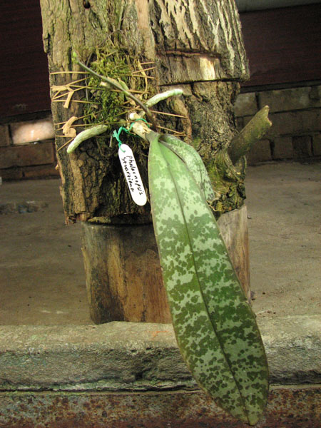 Phalaenopsis stuartiana.jpg