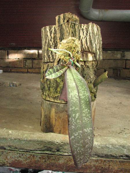 Phalaenopsis stuartiana.jpg