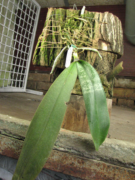 Phalaenopsis stuartiana.jpg