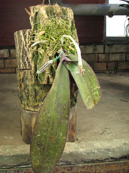 Phalaenopsis stuartiana.jpg