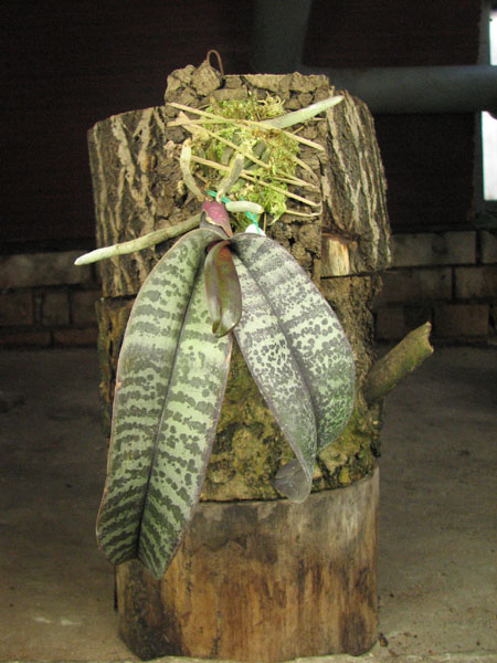 Phalaenopsis schilleriana.jpg