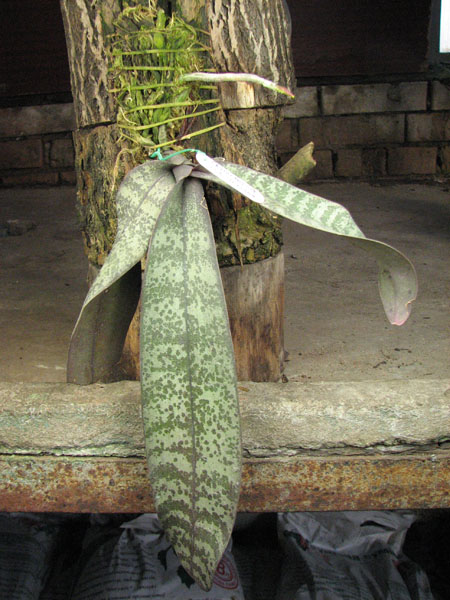 Phalaenopsis schilleriana.jpg