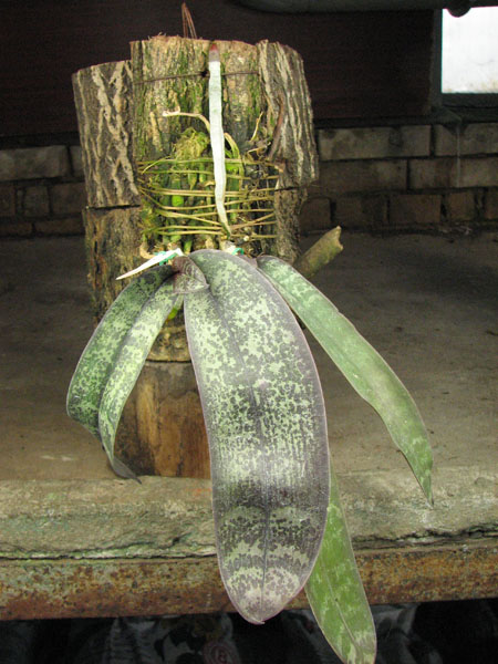 Phalaenopsis schilleriana.jpg