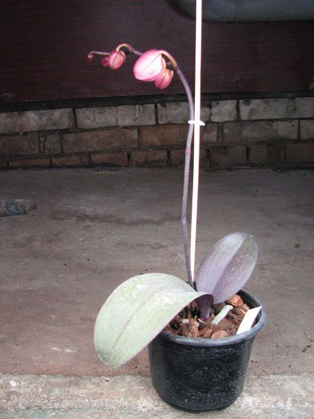 Doritaenopsis Taiwan Diamond '0-1'.jpg