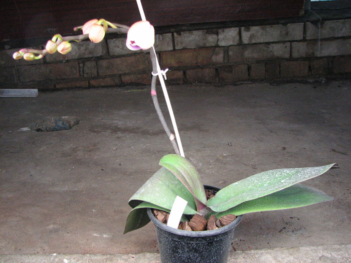 Doritaenopsis Leopard Prince 'Sogo'.jpg