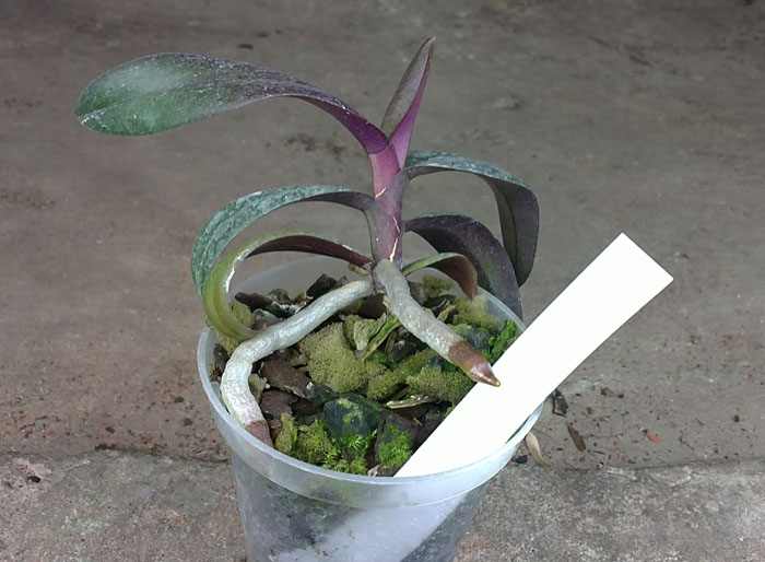 Renanthopsis Mildred Jameson 'Bonsall'.jpg