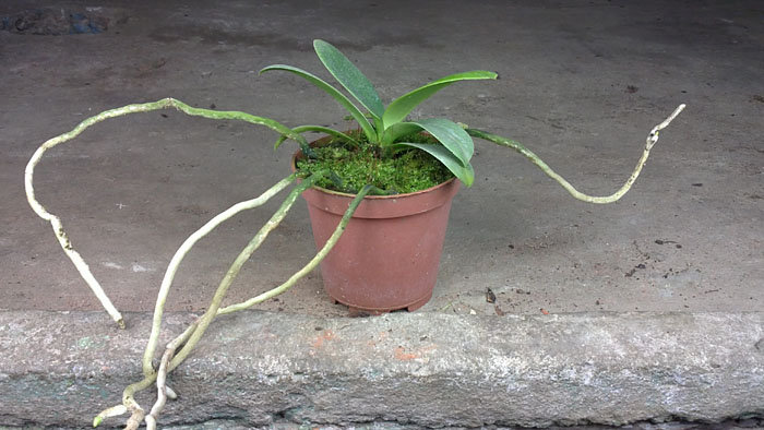 Sedirea japonica.jpg