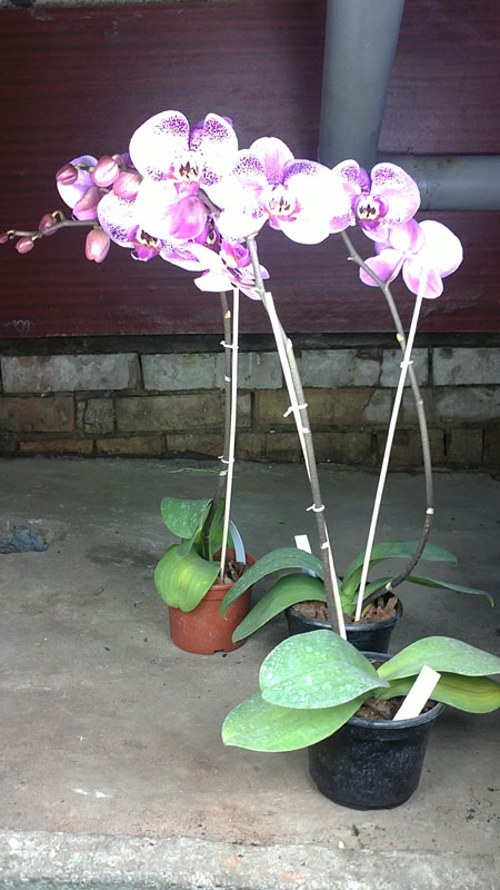 Doritaenopsis Lianher Beauty 'M-1'.jpg