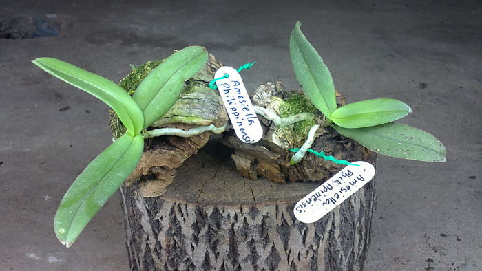 Amesiella philippinensis.jpg